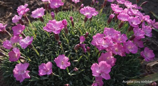 Gvazdikas (Dianthus nivalis)